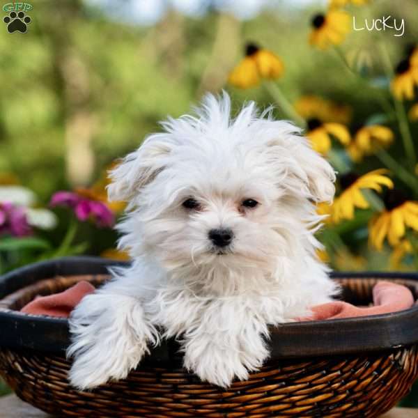 Lucky, Maltipoo Puppy