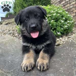 Jayde, German Shepherd Puppy