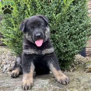 Jayde, German Shepherd Puppy