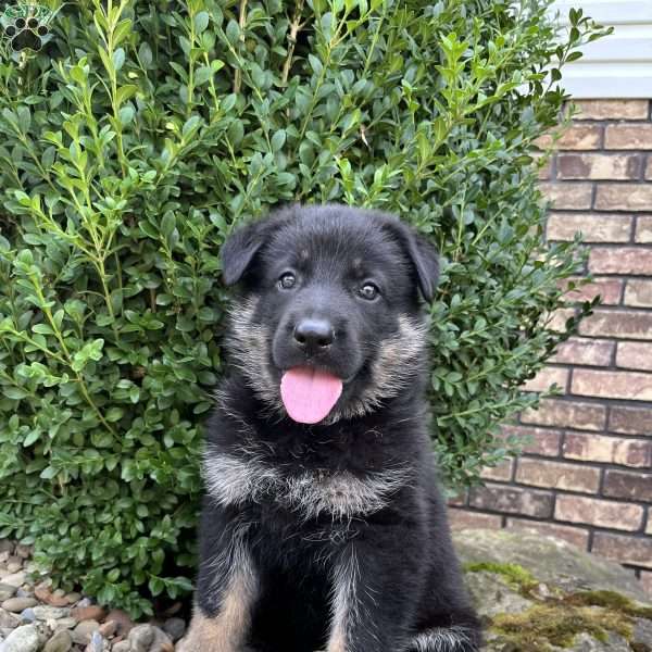 Jayde, German Shepherd Puppy