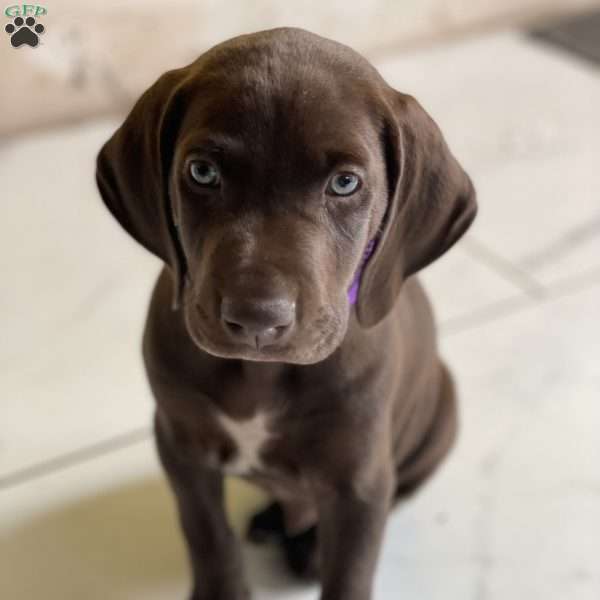 Doggee, German Shorthaired Pointer Puppy