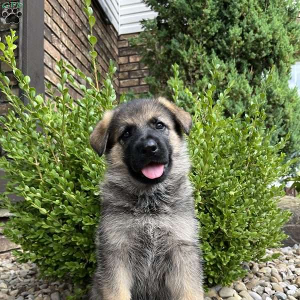 Siena, German Shepherd Puppy