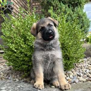 Siena, German Shepherd Puppy