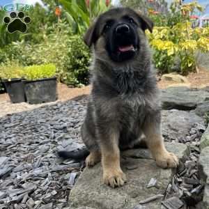 Siena, German Shepherd Puppy