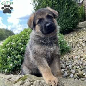 Siena, German Shepherd Puppy