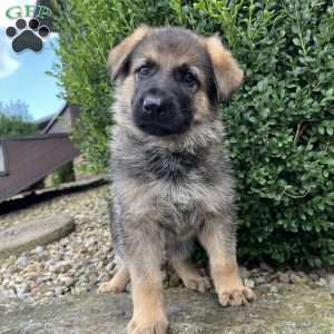 Siena, German Shepherd Puppy