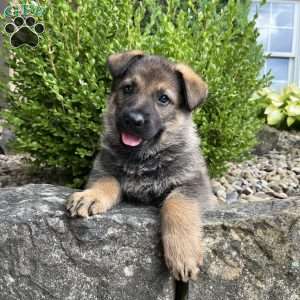Aspen, German Shepherd Puppy