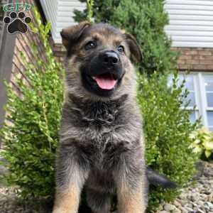 Aspen, German Shepherd Puppy