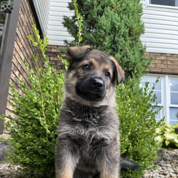 Aspen, German Shepherd Puppy