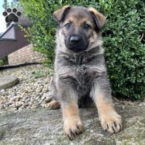 Aspen, German Shepherd Puppy