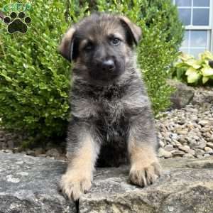Maverick, German Shepherd Puppy