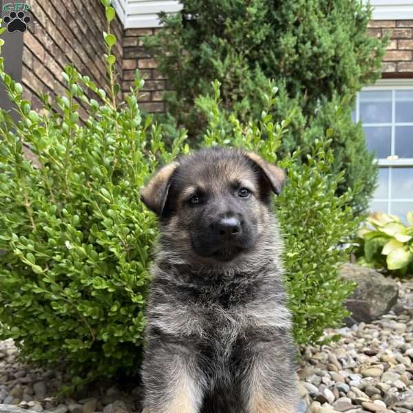 Maverick, German Shepherd Puppy