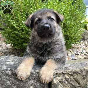 Maverick, German Shepherd Puppy