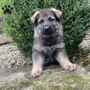 Maverick, German Shepherd Puppy