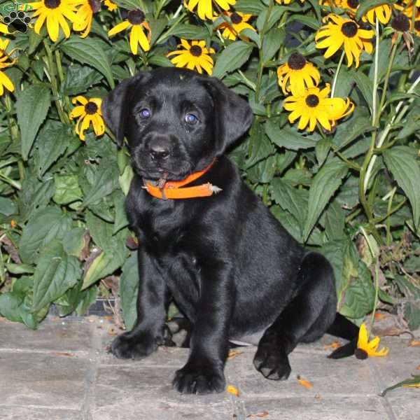 Brooke, Black Labrador Retriever Puppy