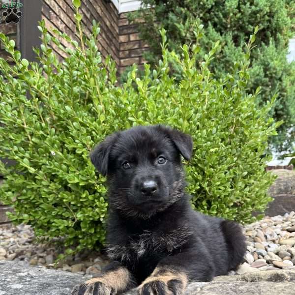 Magnum, German Shepherd Puppy