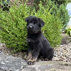 Magnum, German Shepherd Puppy