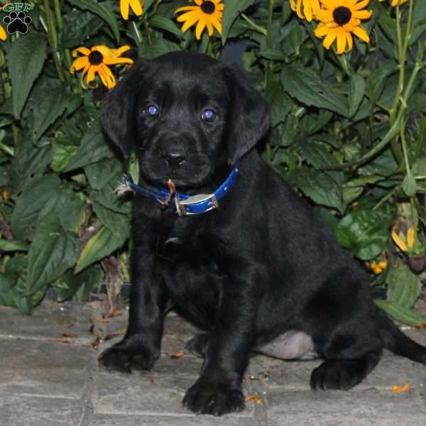 Bella, Black Labrador Retriever Puppy