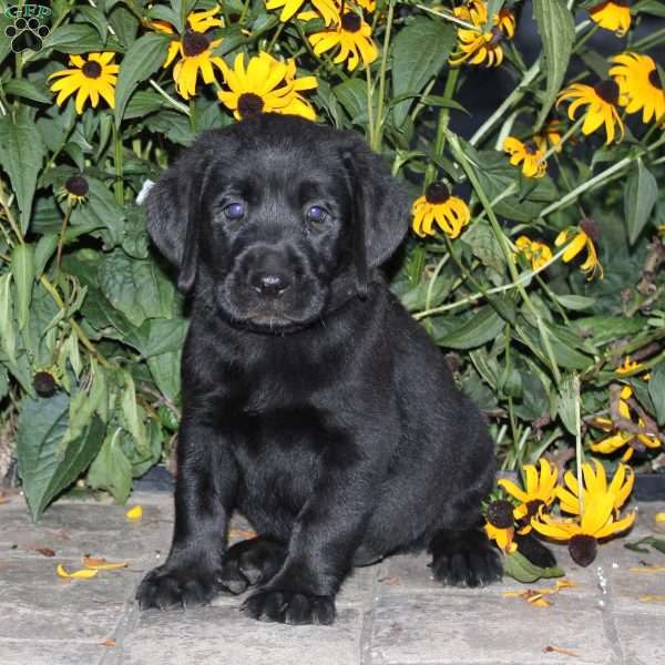 Bessi, Black Labrador Retriever Puppy