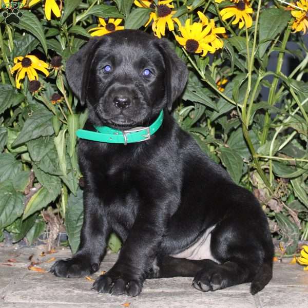Becca, Black Labrador Retriever Puppy