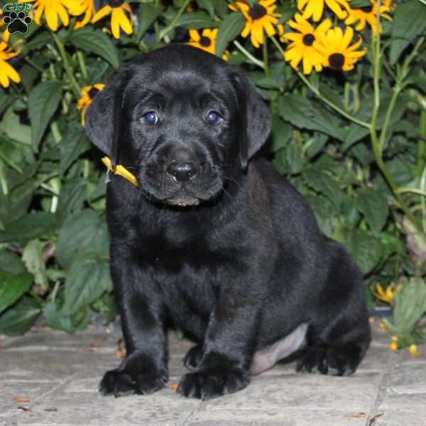 Captain, Black Labrador Retriever Puppy
