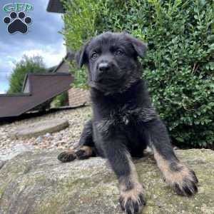 Magnum, German Shepherd Puppy