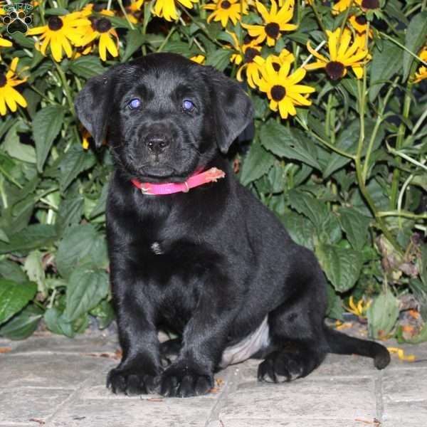 Chase, Black Labrador Retriever Puppy