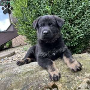Magnum, German Shepherd Puppy
