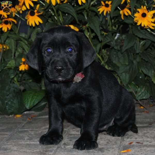 Bruna, Black Labrador Retriever Puppy
