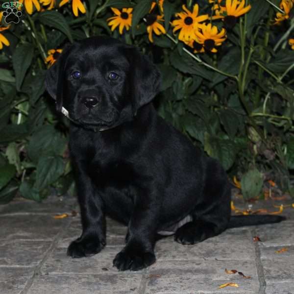Belle, Black Labrador Retriever Puppy