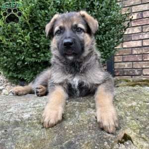 Teya, German Shepherd Puppy