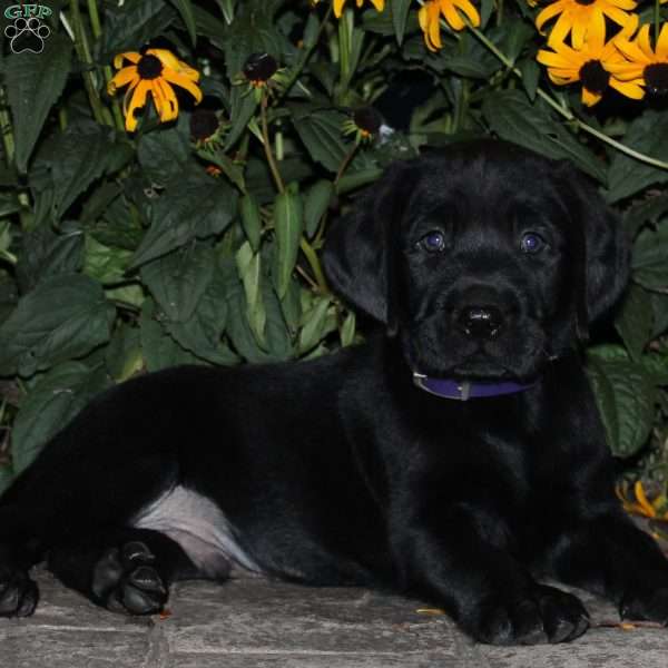 Cruise, Black Labrador Retriever Puppy