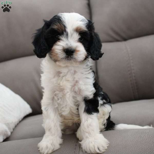 Oakley, Cavapoo Puppy