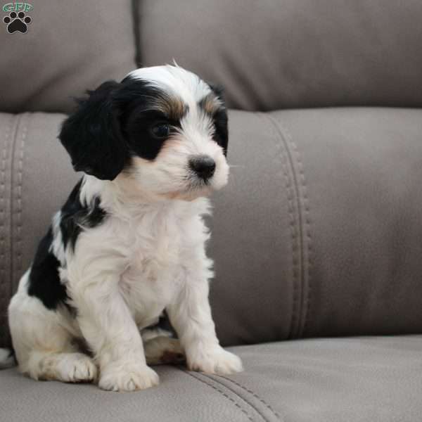 Otto, Cavapoo Puppy