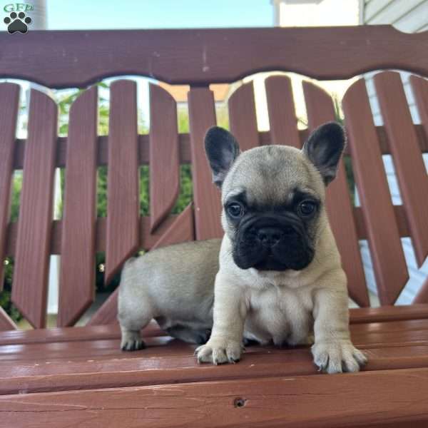 Burt, French Bulldog Puppy