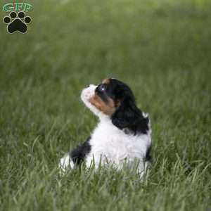 Leo, Cavalier King Charles Spaniel Puppy