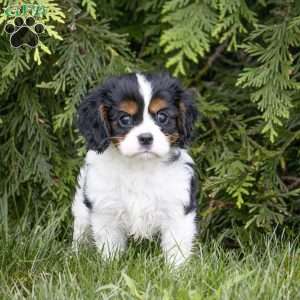 Leo, Cavalier King Charles Spaniel Puppy