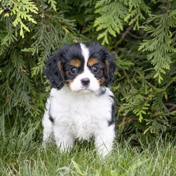 Leo, Cavalier King Charles Spaniel Puppy