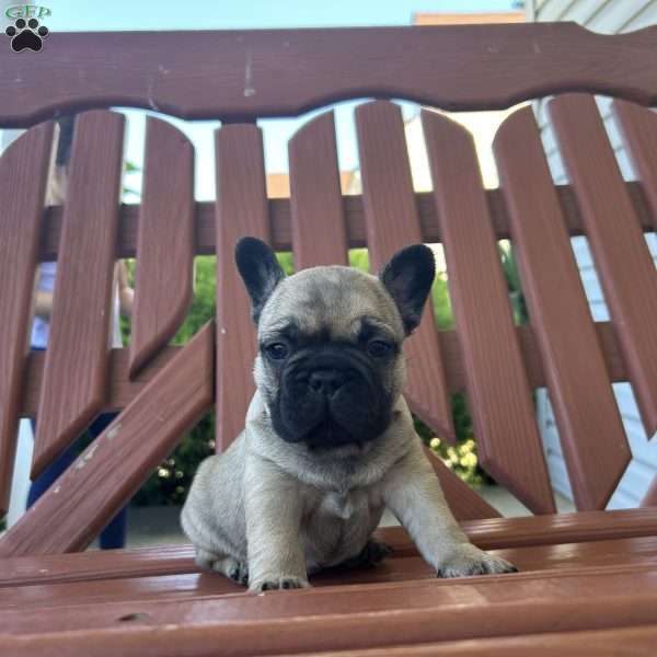 Ernie, French Bulldog Puppy