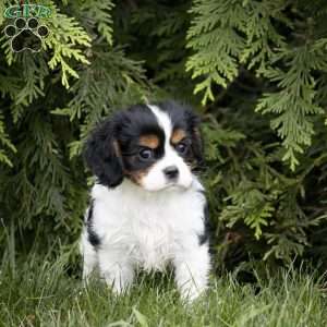 Leo, Cavalier King Charles Spaniel Puppy