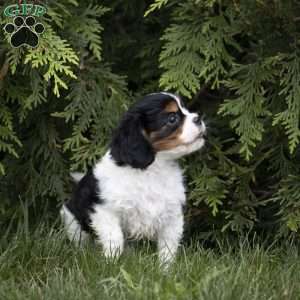 Leo, Cavalier King Charles Spaniel Puppy
