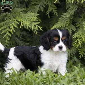 Leo, Cavalier King Charles Spaniel Puppy