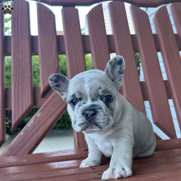 Tank, French Bulldog Puppy