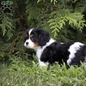 Leo, Cavalier King Charles Spaniel Puppy