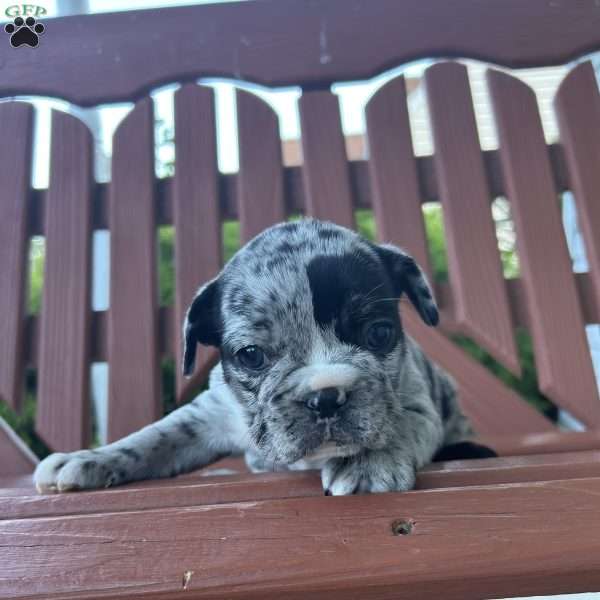 Lucy, French Bulldog Puppy