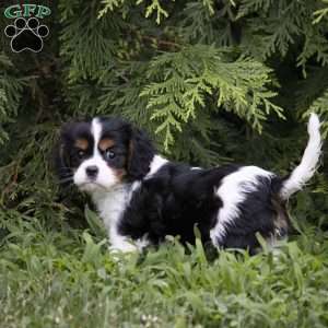 Leo, Cavalier King Charles Spaniel Puppy