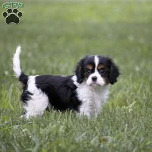 Leo, Cavalier King Charles Spaniel Puppy