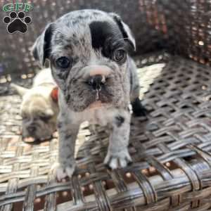 Lucy, French Bulldog Puppy