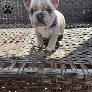 Tank, French Bulldog Puppy
