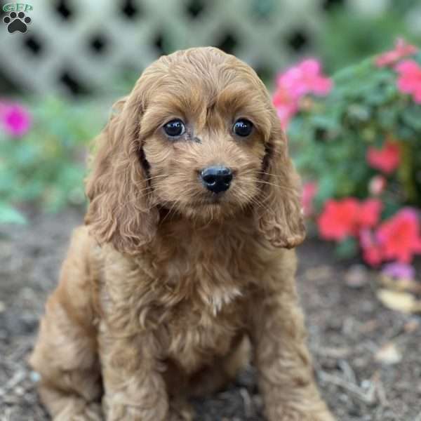 Sprinkle, Cockapoo Puppy